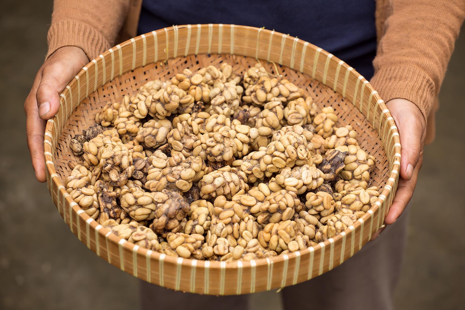 ziarna kawy kopi luwak