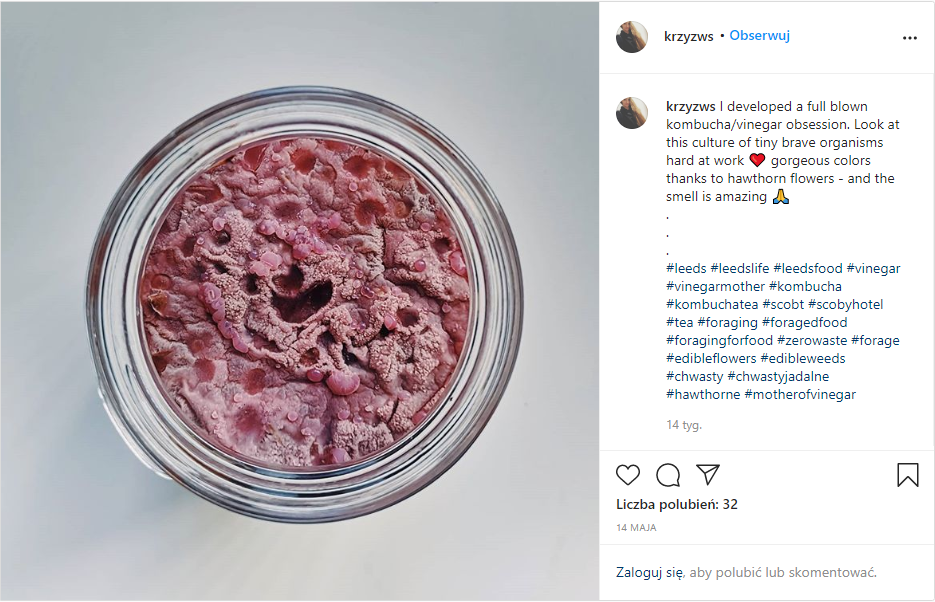 grzybek herbaciany kombucha