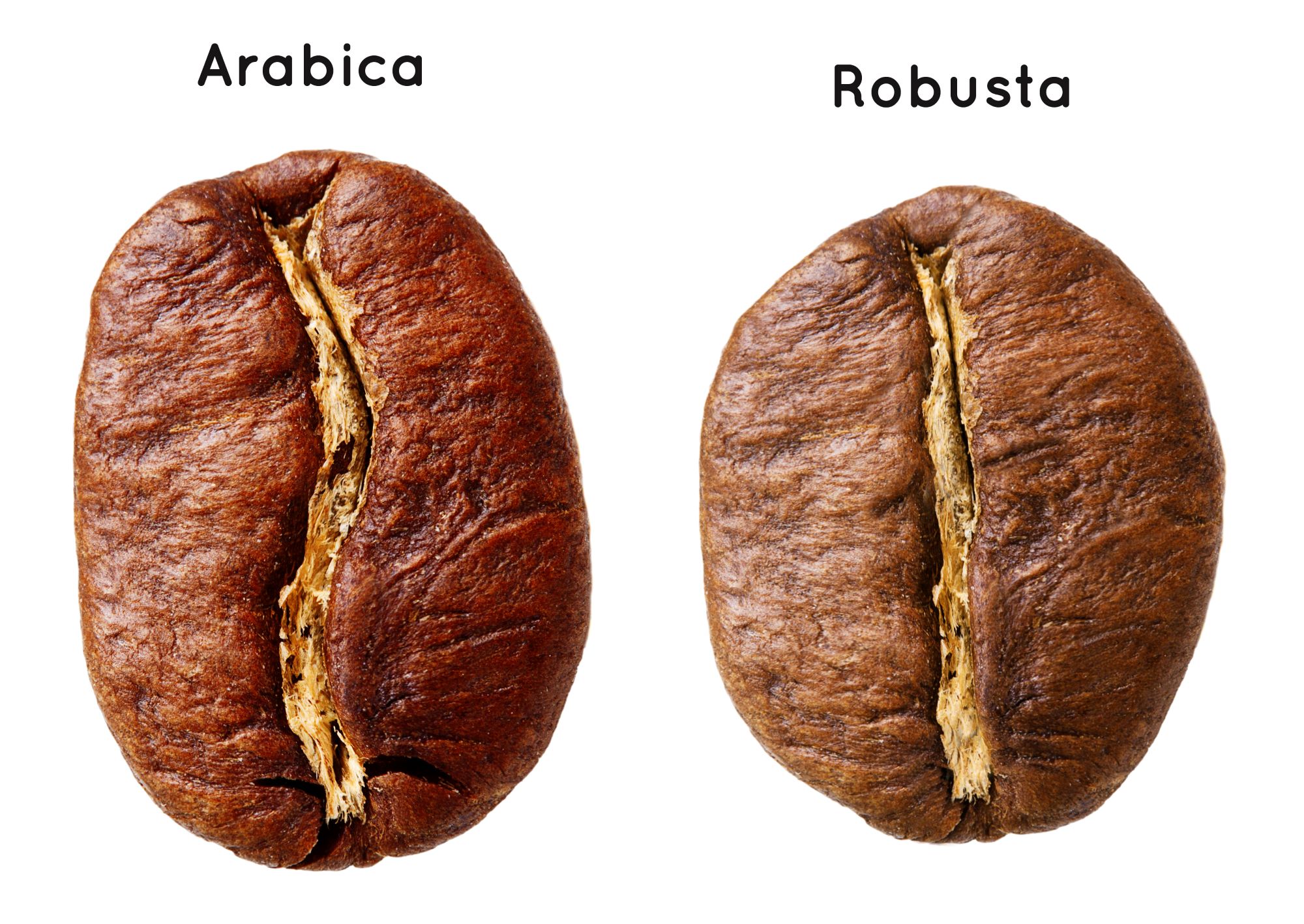 porównanie ziarna arabiki i robusty